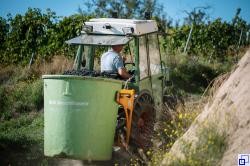 Landwirt bei der Weinlese